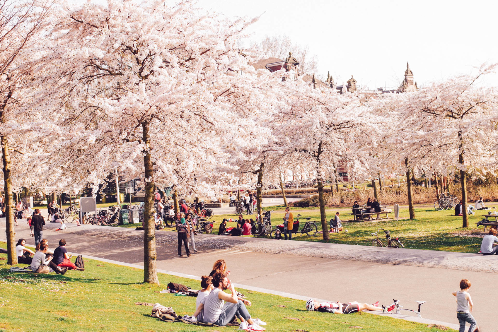 cherryblossomfestival1