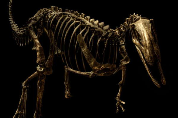 Christian-Voigt-Dysalotosaurus-Lettowvorbecki-Unio