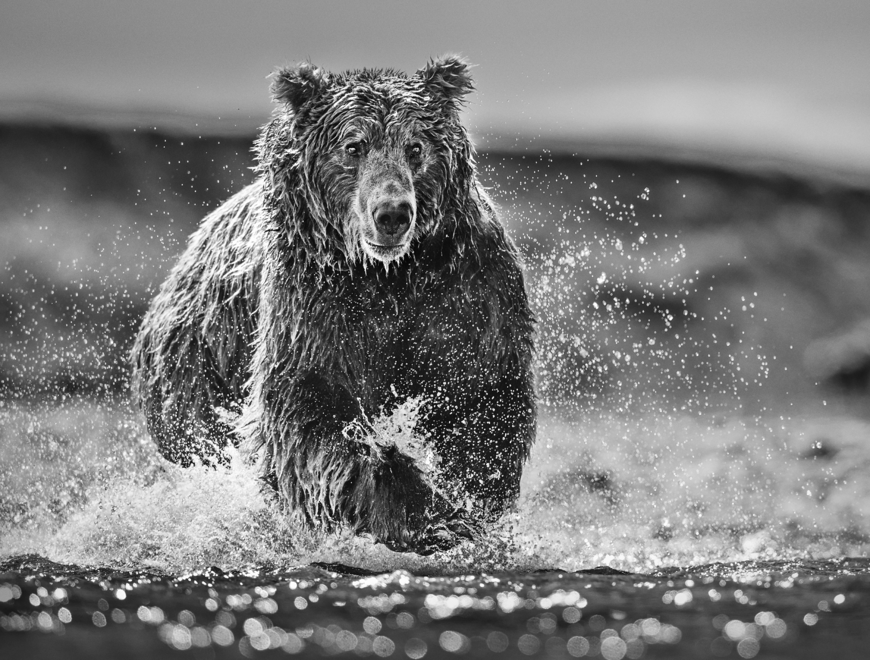 David-Yarrow-The-Happy-Bear