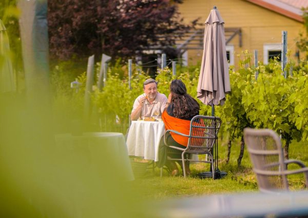 De Amsteltuin Vineyard: North Holland Wine Among the Vines