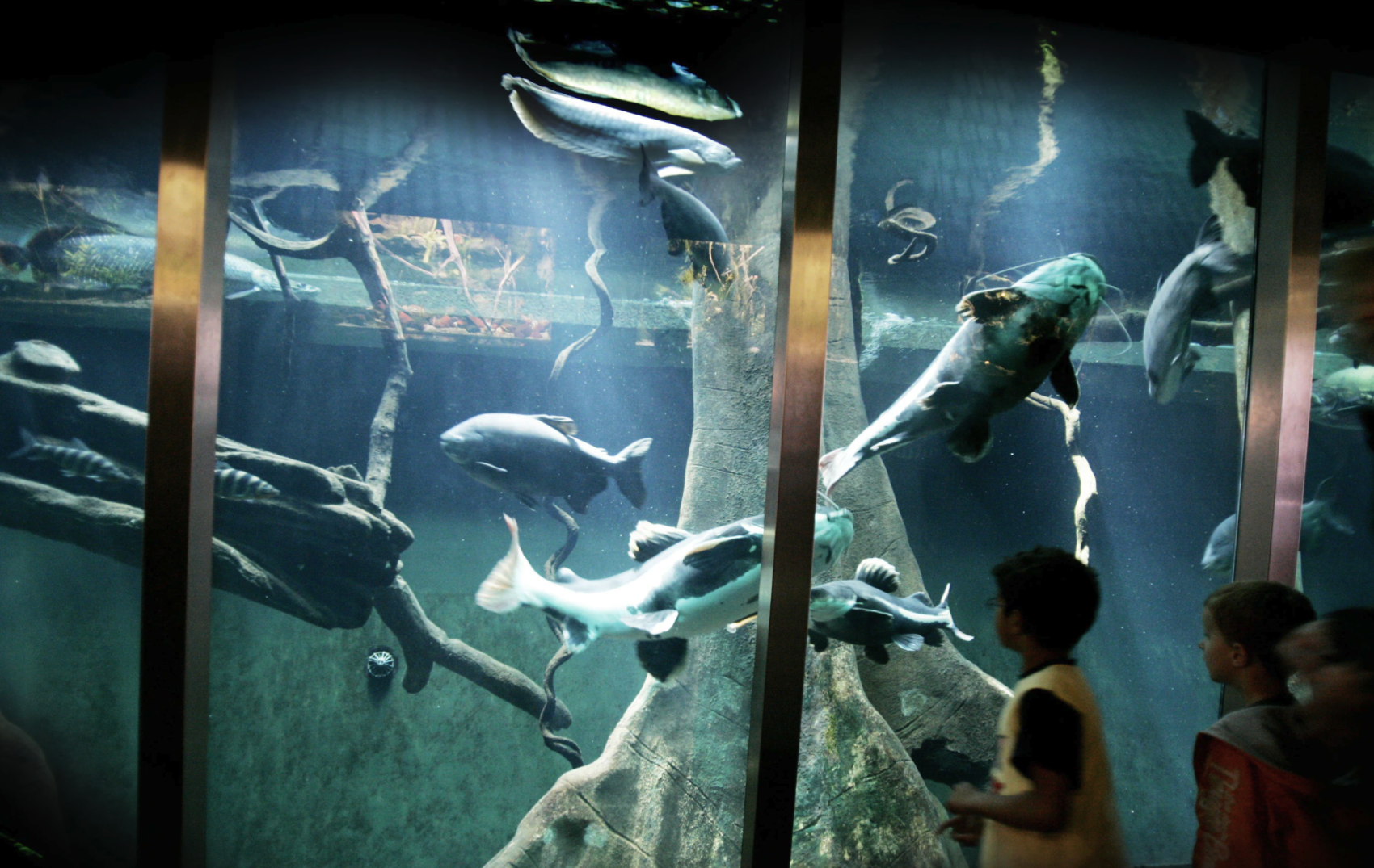 Join ARTIS in opening the restored Aquarium