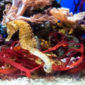 Join ARTIS in opening the restored Aquarium