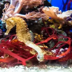 Join ARTIS in opening the restored Aquarium