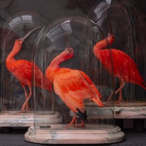 Ontdek het Art Zoo Museum: Taxidermie at it’s finest