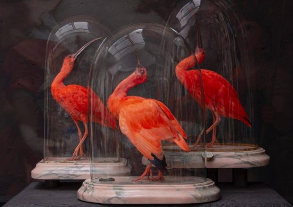 Ontdek het Art Zoo Museum: Taxidermie at it’s finest