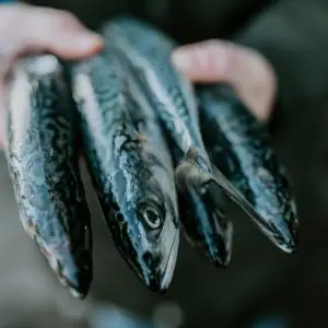 De beste visrestaurants van Amsterdam: 15x de lekkerste vis