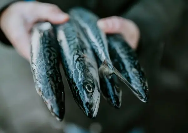 De beste visrestaurants van Amsterdam: 15x de lekkerste vis