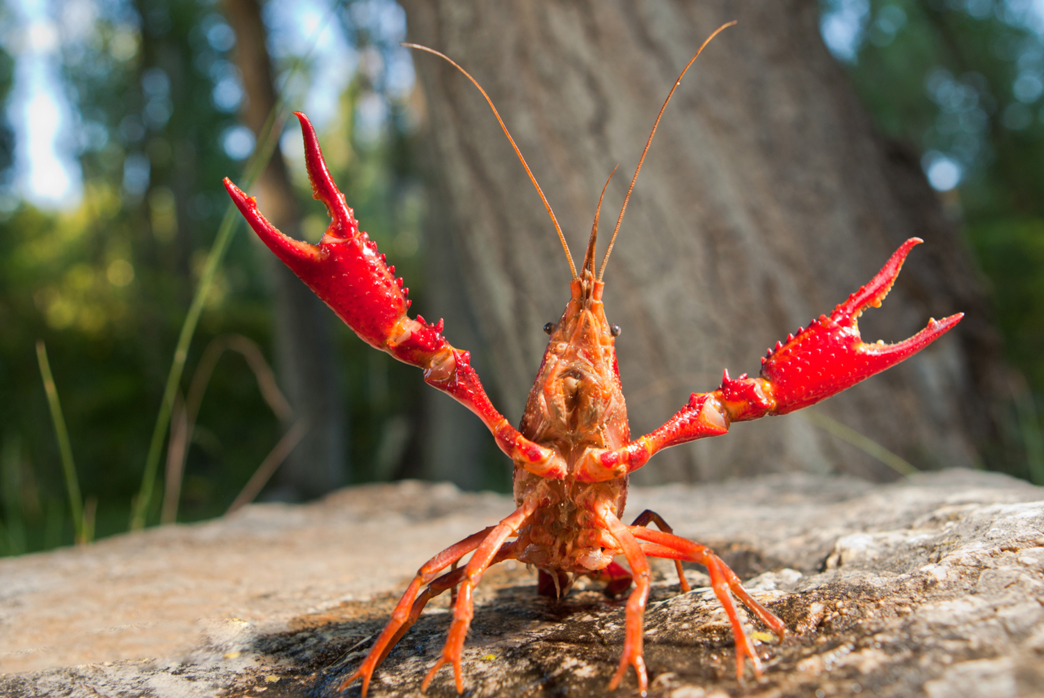 animals_creeks_crayfish