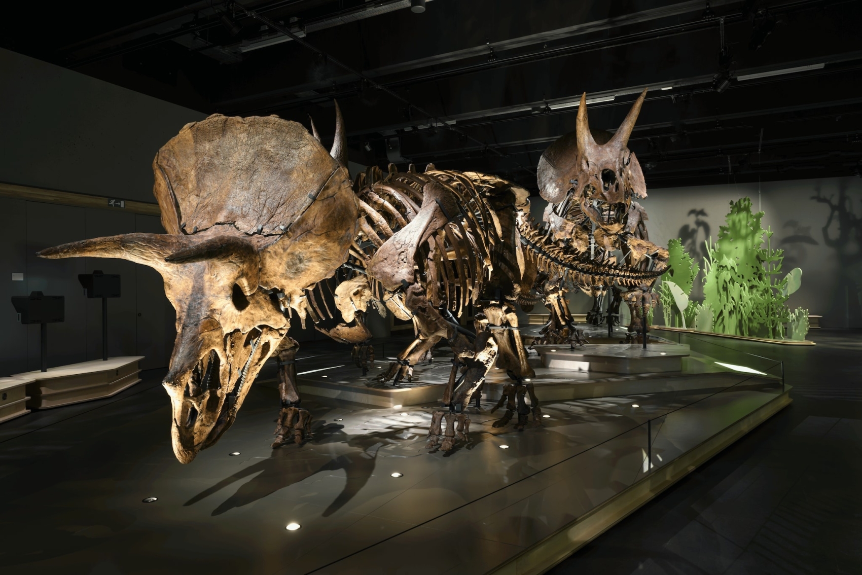 dino-museum-amsterdam1