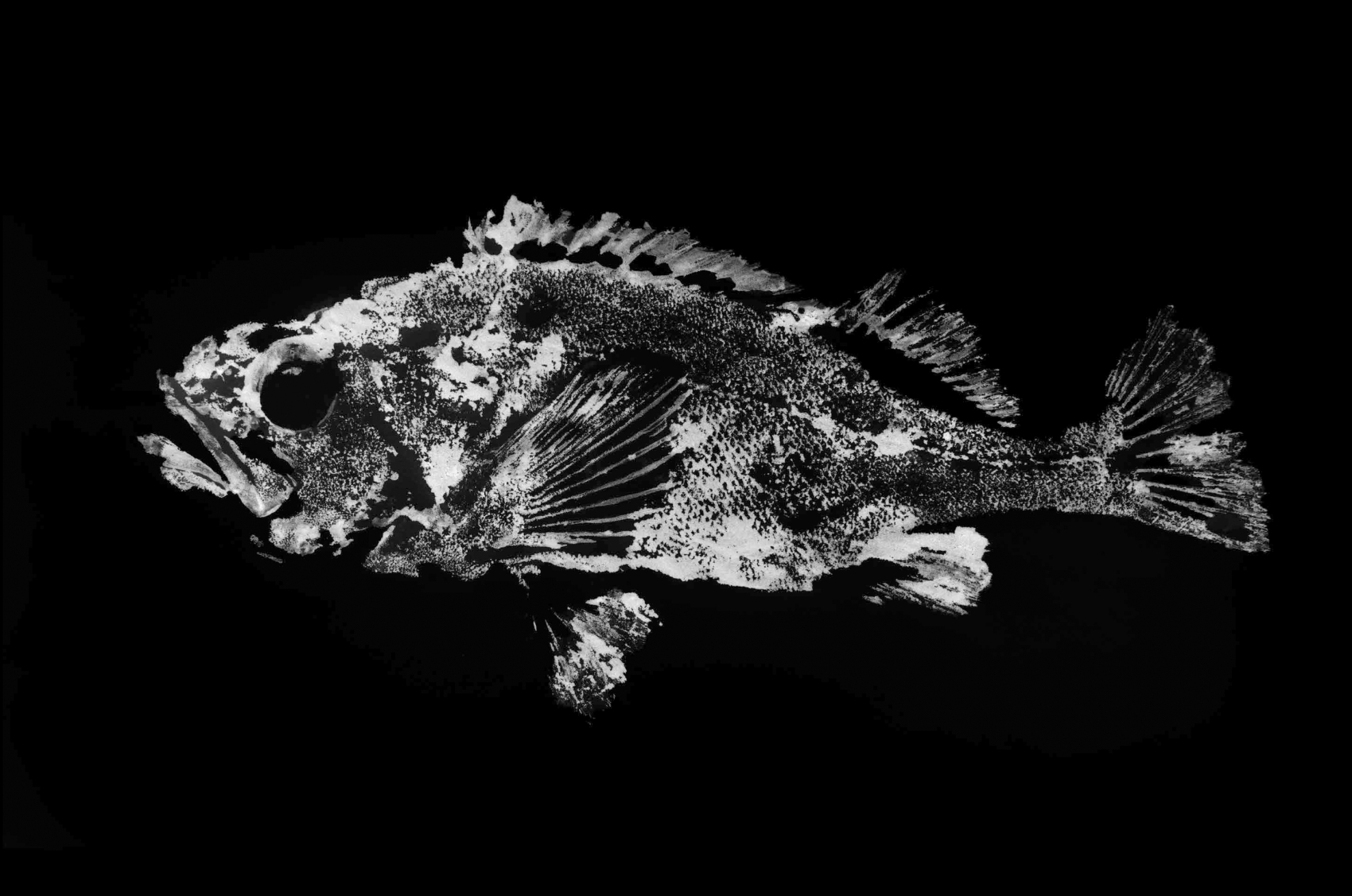 Expo ‘Ekō – Japan in twee beeldverhalen’ nu in Scheepvaartmuseum