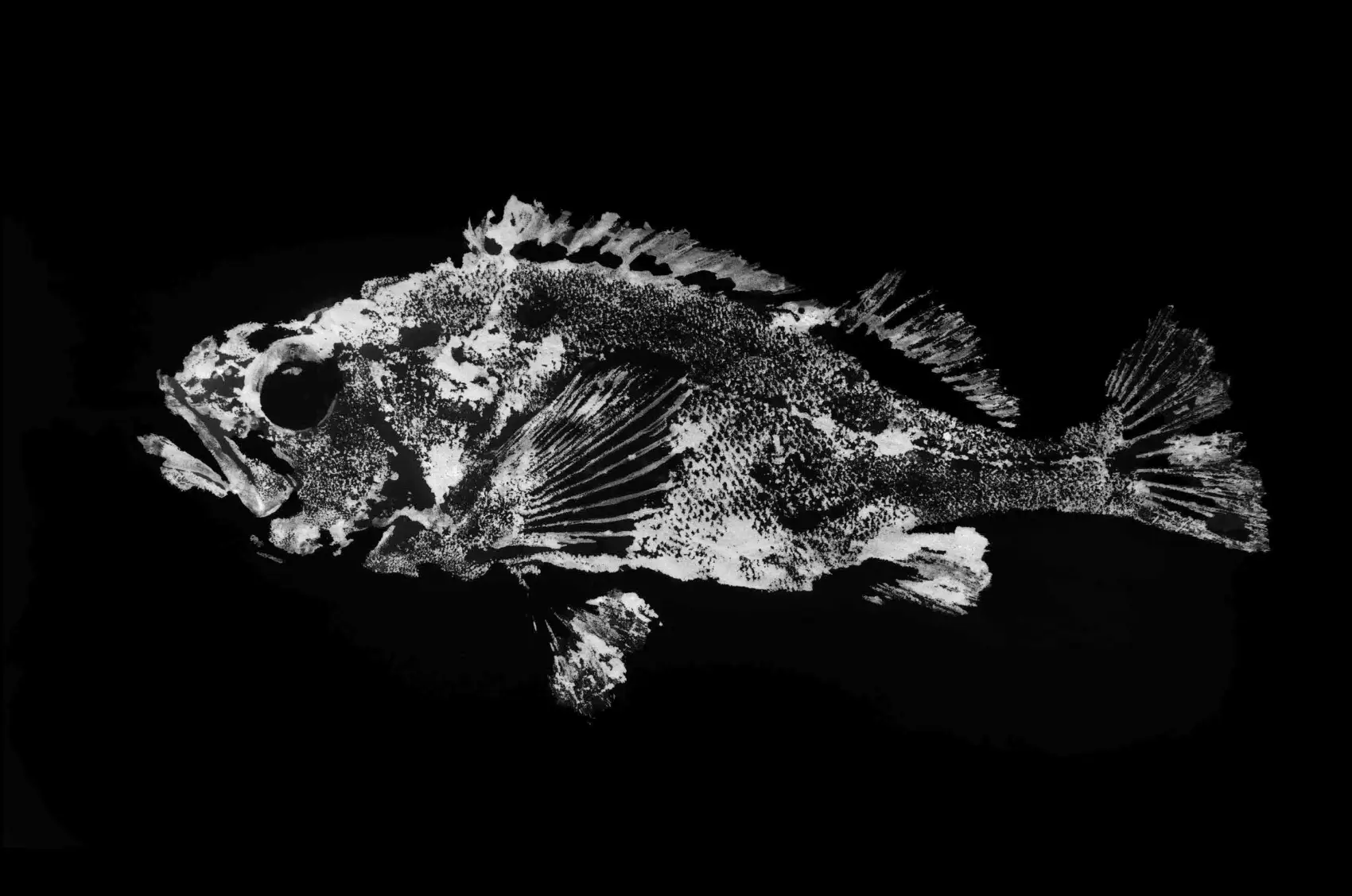 ekō-japan-ship-museum-exhibition-amsterdam_1