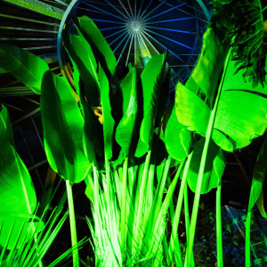 Hortus by Night in de Hortus Botanicus