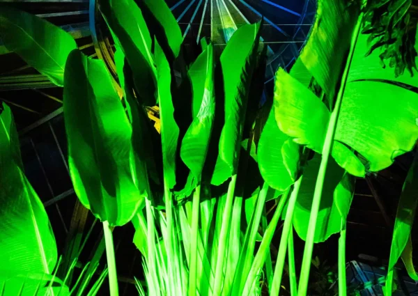 Hortus by Night at the Hortus Botanicus