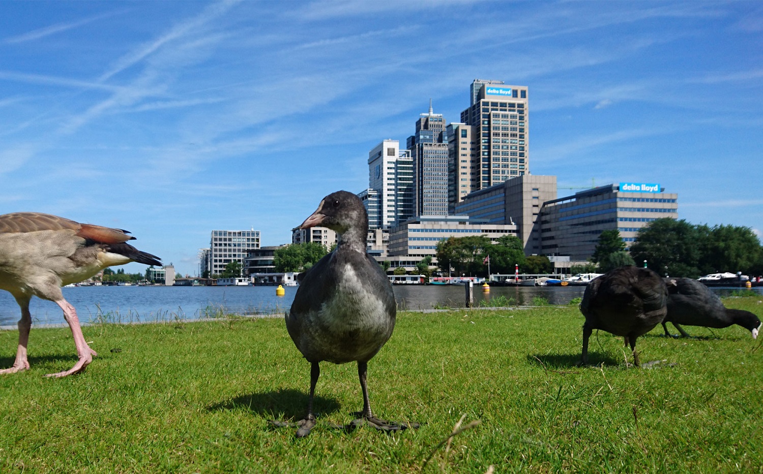 coots-at-ample-towers