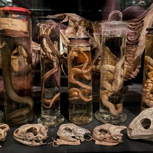 Museum Vrolik: 250-year-old Anatomical Collection