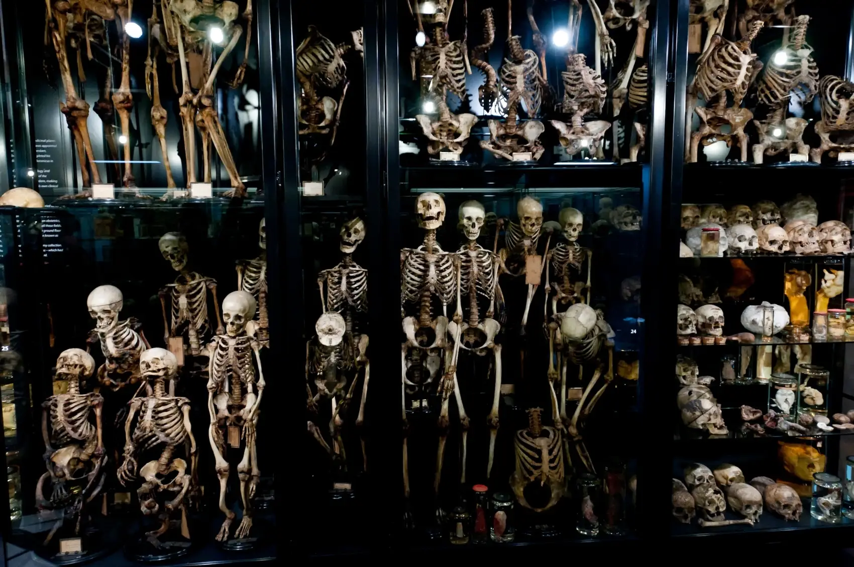 museum-vrolik-amsterdam3