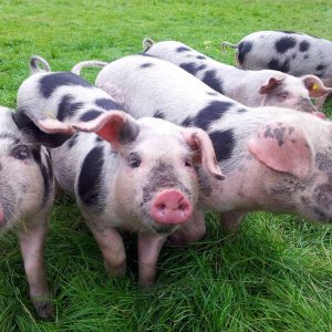 NoordOogst Buitenmarkt in Noord dit Paasweekend