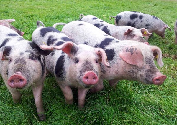 NoordOogst Buitenmarkt in Noord dit Paasweekend