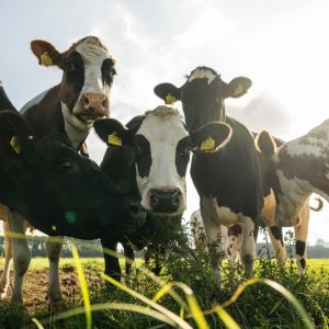 Over-Amstel: Waar ambacht en gastronomie samenkomen