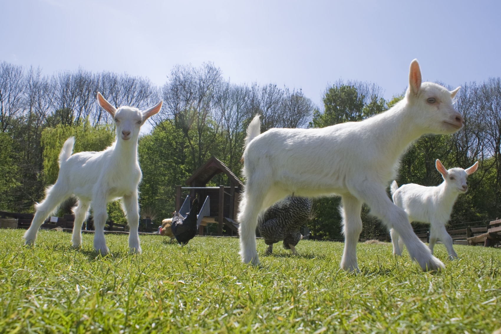 Lammetjes geboren op stadsboerderij Amsterdamse Bos