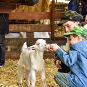 Lammetjes geboren op stadsboerderij Amsterdamse Bos