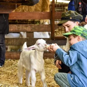 Lambs born at Amsterdam Forest city farm