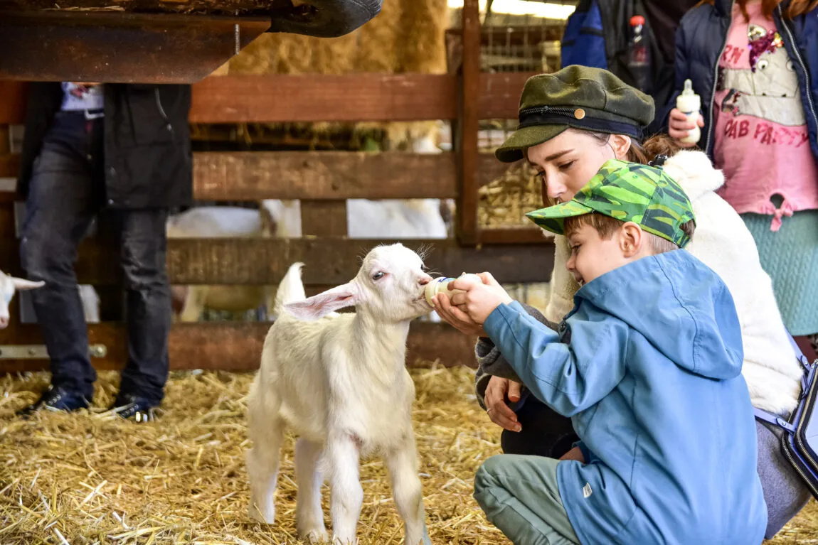 ridderdamhoeve-goat-farm-amsterdam_1